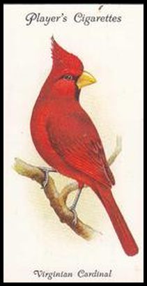 41 Virginian Cardinal